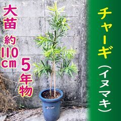 チャーギの木　10万→値下げ価格7万 チャーギの木 10万→値下げ価格7万