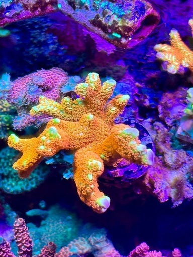 エダコモンサンゴ　バブルガム　サンゴ　sps