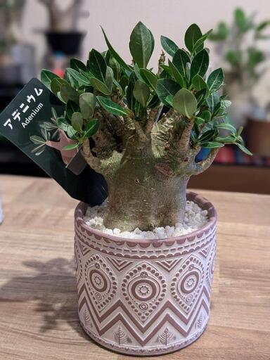 観葉植物　アデニウム