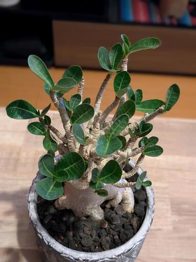 レモンの木とやまぶどうとあじさいと花セット販売