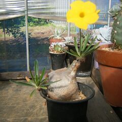 パキポディウム グラキリス　2株セット パキポディウム グラキリス 2株セット 【公式通販】