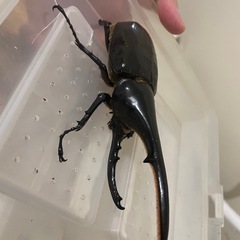 Amazonico155㎜ヘラクレスヘラクレス【ペア、単品どちらも可能】