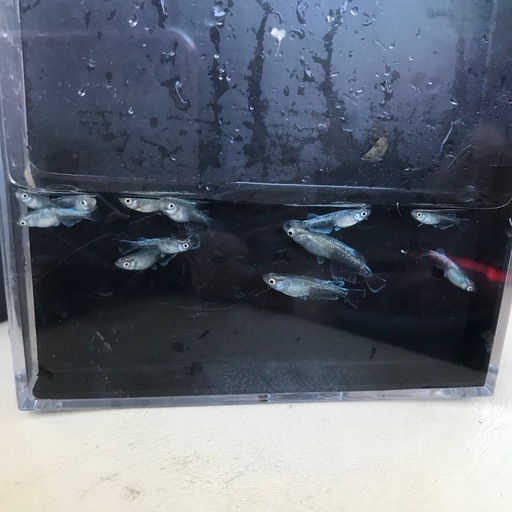 マリアージュキッシングワイドフィン　メダカ　稚魚　 12匹