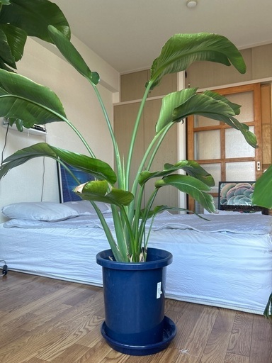 観葉植物　オーガスタ