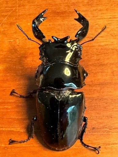 即ブリード可　タランドゥスオオツヤクワガタ　成虫ペア