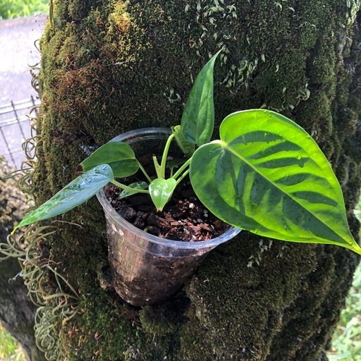 .∘Anthurium veitchii.∘