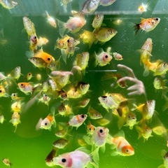 🥰オランダ獅子頭　シングルフィン　幼魚