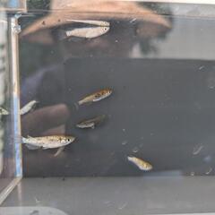 タライ その他の中古が安い！激安で譲ります・無料であげます(7ページ  