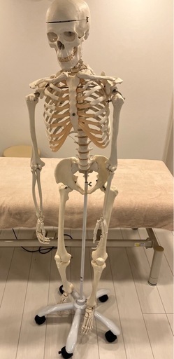 人体骨格模型