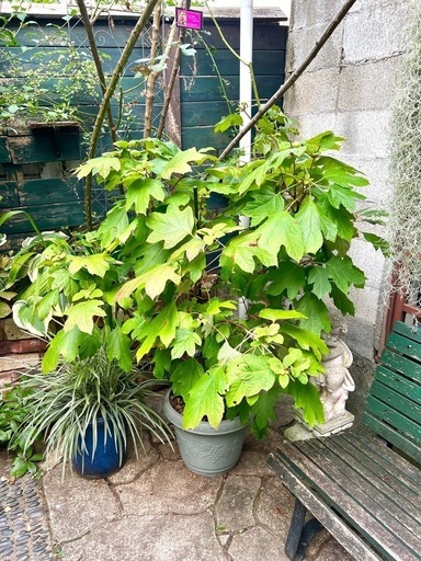 [植物売ります] カシワバアジサイ