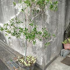 1/9値下げ 横浜市中区引き取り限定 オリーブの木2本＋お花セット