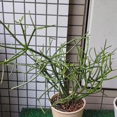 写真更新しました　ミルクブッシュ　鉢植え