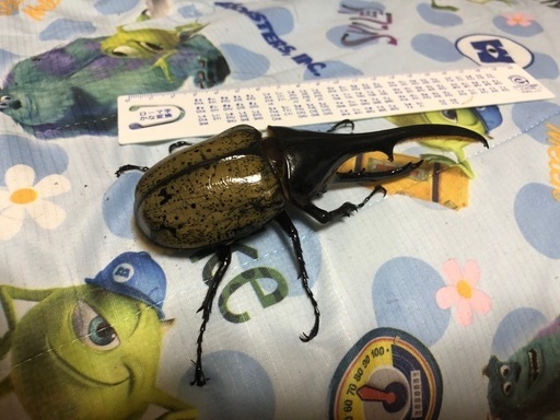 ヘラクレスオオカブト　　ペア