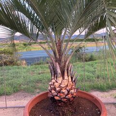 値下げしました。ヤシ やし フェニックス カナリーヤシ かなりお買い得