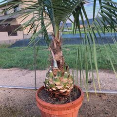 値下げしました。ヤシ　やし　ココスヤシ  手入れしました♪　⑧