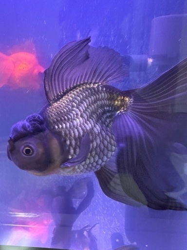 金魚青文魚