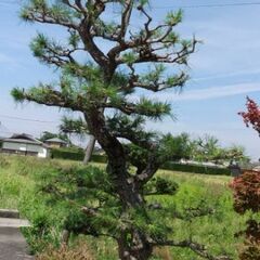 黒松🌲【⭐️値段交渉可⭐️】