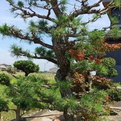 黒松🌲【⭐️値段交渉可⭐️】