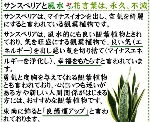 サンスベリア　ローレンティー(トラノオ)  陶器　鉢　高級　おしゃれ　抜き苗　切り葉　株分　内容　相談　観葉植物　インテリア　リビング 浄化　風水　緑　オフィス　幸運