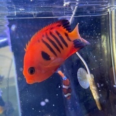 フレームエンゼル（海水魚）