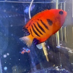 フレームエンゼル（海水魚）