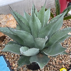 アガベ オバティフォリア ロックガーデン