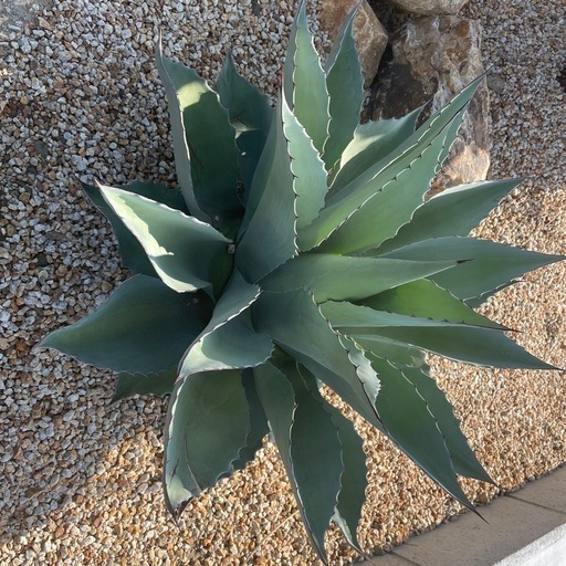 オバティフォリア　クラーケン　バンジー変異株　地植え　アガベ ロックガーデン オバティフォリア クラーケン バンジー変異株 地植え アガベ ロック