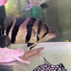 ダトニオリアルバンドホワイトタイプ35センチぐらい