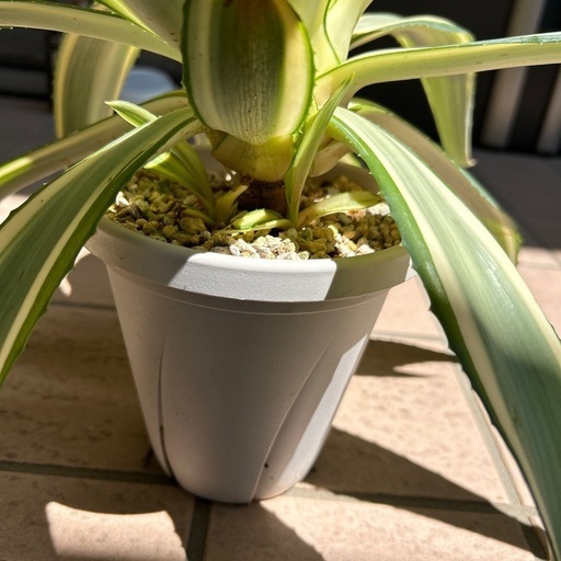 アガベ紹介 1アガベ デスメティアナ Agave desmetiana ～ジョー アガベ