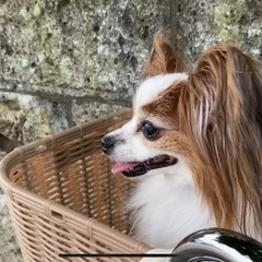 a.n.design works 前後異径 自転車 限定色 3段変速 オートライト ペット載せ可