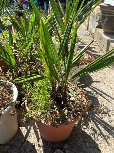 ココスヤシ?ダブル? momiji ココスヤシ2本 2459】ココスヤシ 2ヘッド