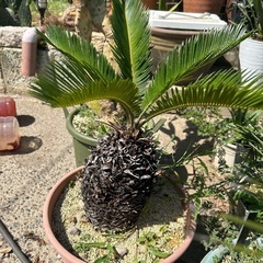 蘇轍の中古が安い！激安で譲ります・無料であげます(2ページ目  