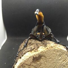 ヘラクレスオオカブトムシ　♂♀ペア　8-16