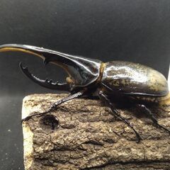 ヘラクレスオオカブトムシ　♂♀ペア　8-16