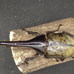 ヘラクレスオオカブトムシ　♂♀ペア　8-16