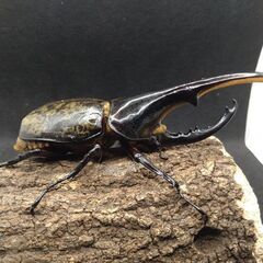 ヘラクレスオオカブトムシ　♂♀ペア　8-16