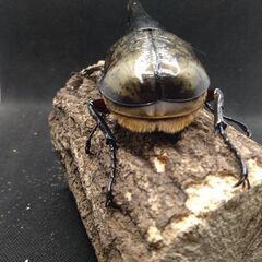 ヘラクレスオオカブトムシ　♂♀ペア　8-16
