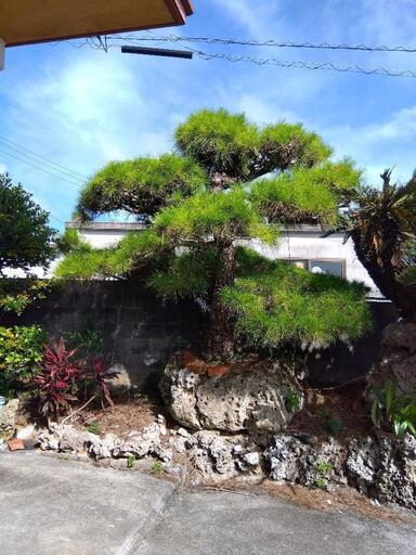 松の木