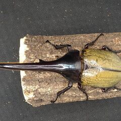 ヘラクレスオオカブトムシ　♂♀ペア　8-17