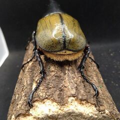 ヘラクレスオオカブトムシ　♂♀ペア　8-17
