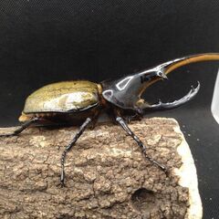 ヘラクレスオオカブトムシ　♂♀ペア　8-17