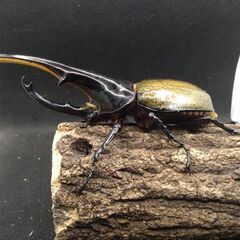 ヘラクレスオオカブトムシ　♂♀ペア　8-17