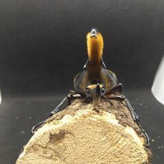 ヘラクレスオオカブトムシ　♂♀ペア　8-17