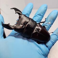 スマトラヒラタクワガタ♂️101UP♀️フリーサイズ　ペア