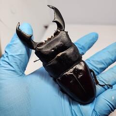 スマトラヒラタクワガタ♂️101UP♀️フリーサイズ　ペア