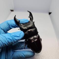 スマトラヒラタクワガタ♂️101UP♀️フリーサイズ　ペア