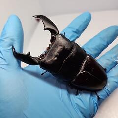 スマトラヒラタクワガタ♂️101UP♀️フリーサイズ　ペア