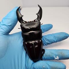 スマトラヒラタクワガタ♂️101UP♀️フリーサイズ　ペア