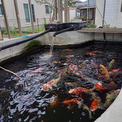 鯉 コイ 1匹 30000円