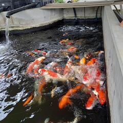 鯉　コイ　1匹　30000円